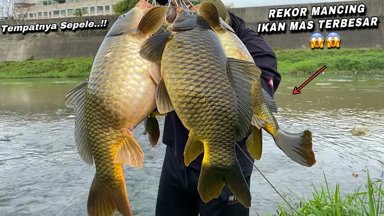 Arti Mimpi Mancing Dapat Ikan Mas menurut Agama, Psikologi dan Primbon Jawa