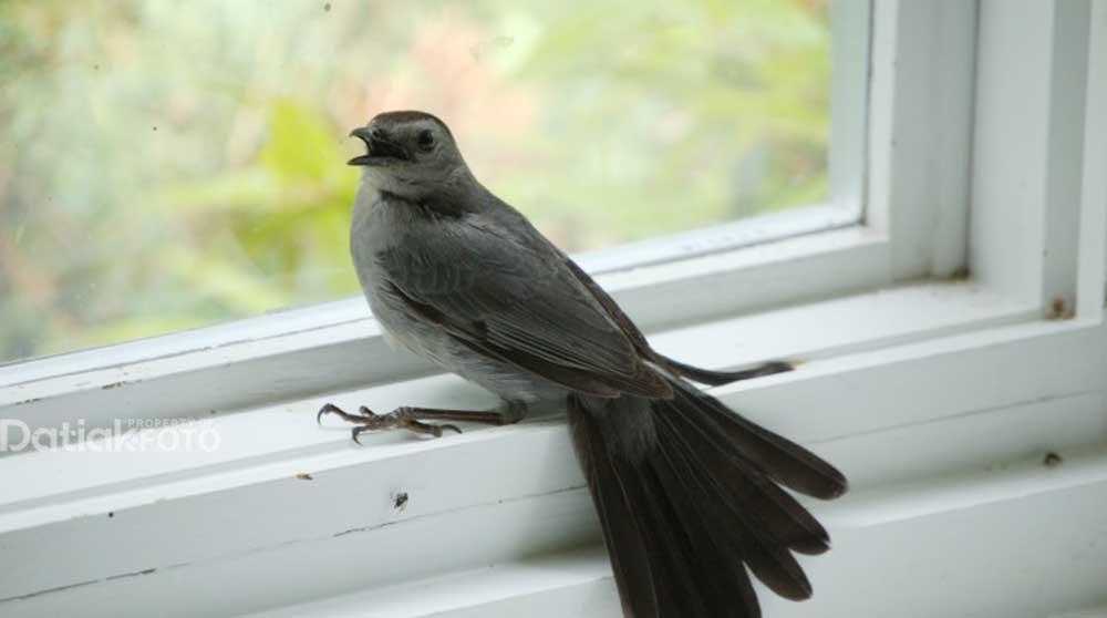 Arti Mimpi Burung Masuk Rumah menurut Agama, Psikologi dan Primbon Jawa